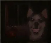 Smile dog