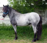 Blue roan Blue roan