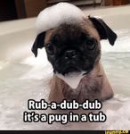 Tub Pug Tub Pug