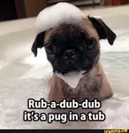 Tub Pug Tub Pug