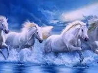 horses horses