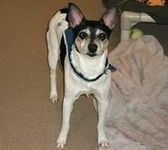 Rat Terrier Rat Terrier