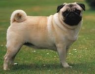 Pug Pug
