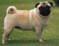 Pug Pug