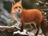 3 Fox 3 Fox