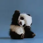 Panda Panda