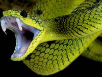 Snakes Snakes