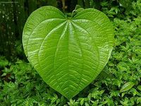A leaf! (Me: 0-o um... okay?) A leaf! (Me: 0-o um... okay?)