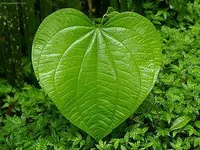 A leaf! (Me: 0-o um... okay?) A leaf! (Me: 0-o um... okay?)
