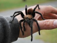 Spiders Spiders