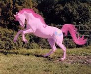 Pinkie pie real horse Pinkie pie real horse