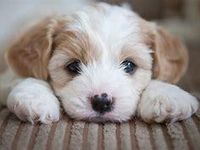 dog dog