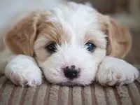 dog dog