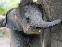 Elephant Elephant