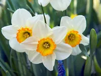 Narcissus (December) Narcissus (December)
