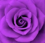 Purple Purple
