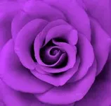 Purple Purple