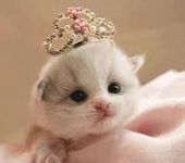Princess Princess