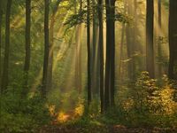 Polish Forest Polish Forest