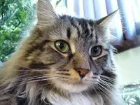 CATS CATS
