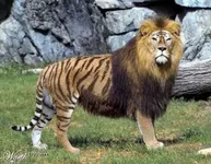 Only the most majestic predator ever to roam this planet! Only the most majestic predator ever to roam this planet!