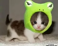 This random cat This random cat
