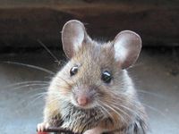 Mouse/rat Mouse/rat
