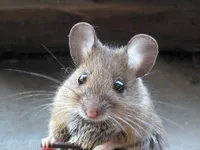 Mouse/rat Mouse/rat
