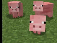 piggy