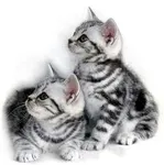 moonmist and silverstripe moonmist and silverstripe