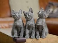 Korat Korat