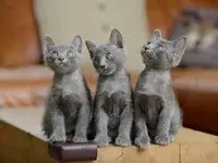 Korat Korat