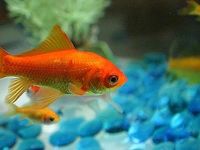 Fish! •U• Fish! •U•
