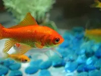 Fish! •U• Fish! •U•