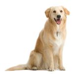 dog dog