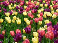 Spring Spring
