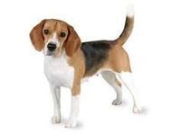 Beagle Beagle