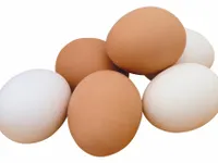 The Egg!