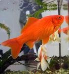 Fish Fish