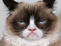 Grumpy Cat Grumpy Cat