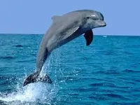 Dolphin! Dolphin!