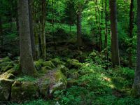 German Forest German Forest