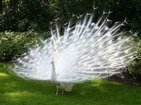 Albino peacock