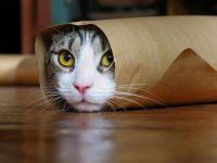 Cats Cats