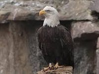 Eagle Eagle
