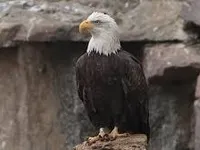 Eagle Eagle