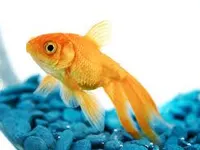 Fish Fish