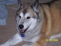Husky Doge