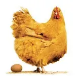Chicken Chicken