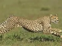 cheetah